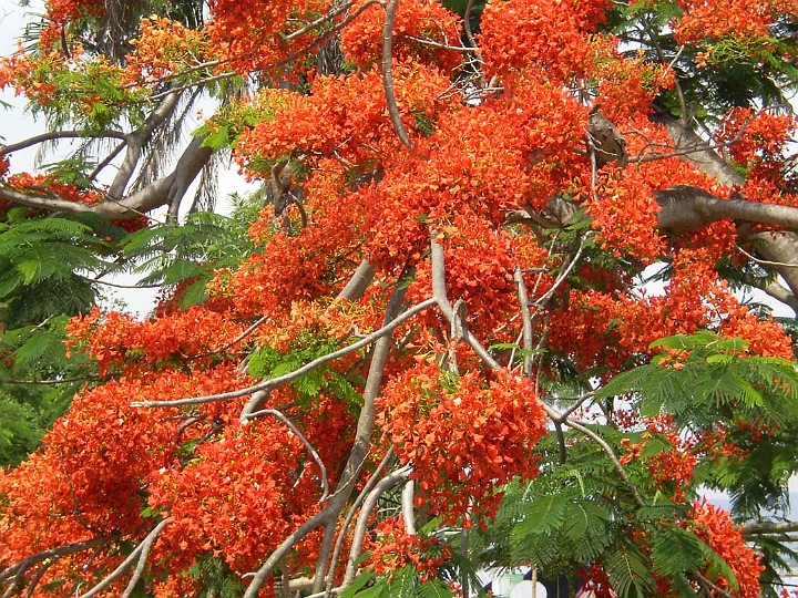 Noi long mua Ha o Hue.jpg - OLYMPUS DIGITAL CAMERA